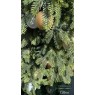 Dirbtinė eglutė ALBERA 300 cm