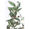 Dirbtinis augalas ALYVMEDIS, 156 cm, 984 lapai